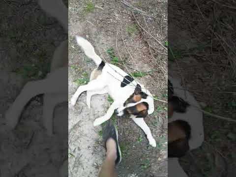 Ese loco #casagrande #miradacanina #cordoba