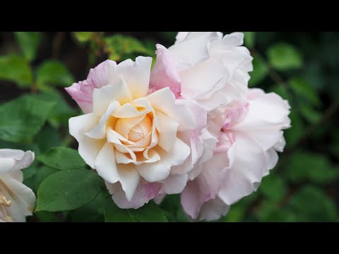 Rose Gruss an Aachen - Hinner 1909