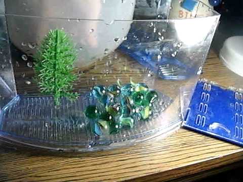 how to clean a betta fish tank
