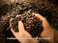 Master Birdy Ice Coffee Best Coffee 30sec Mp4