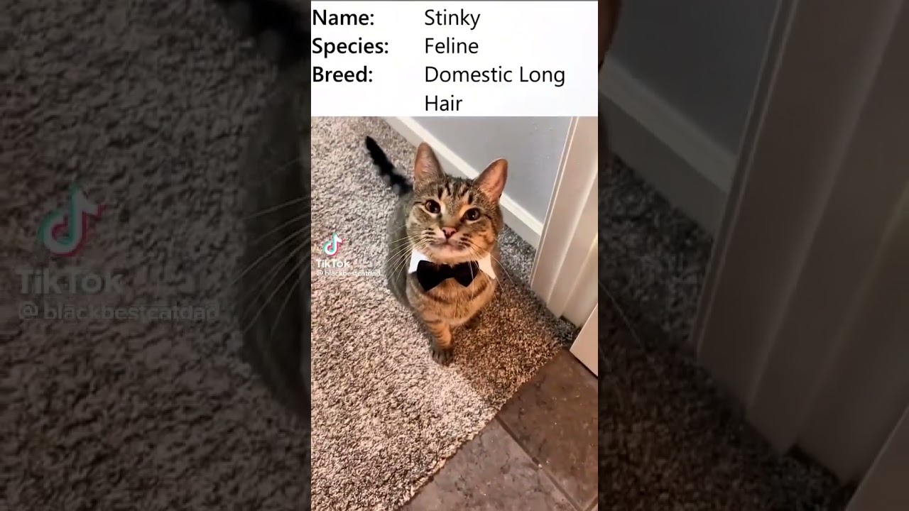 Stinky the distinguished gentleman