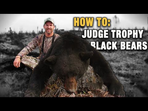 image-How can you tell the weight of a black bear?