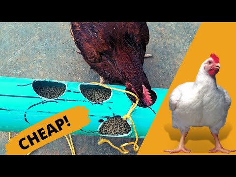 , title : 'How to Make Cheap Chicken Feeder (DIY CHICKEN FEEDER by DIY AGRIC)'