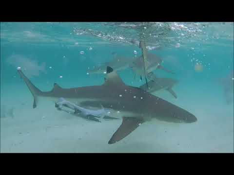 teen sharks (...footage by Ralf Lipphardt)