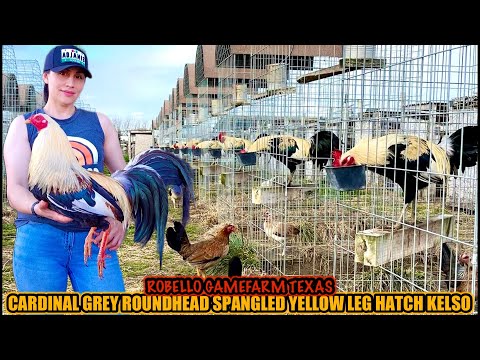 Cardinal Grey Roundhead Spangled Yellow Leg Hatch Kelso ~ ROBELLO GAMEFARM TEXAS