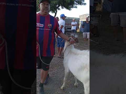 O preço do bode na feira de Limoeiro-PE 11/12/2025