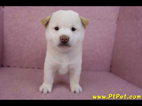 07/22白色柴犬母幼犬(台北市林)