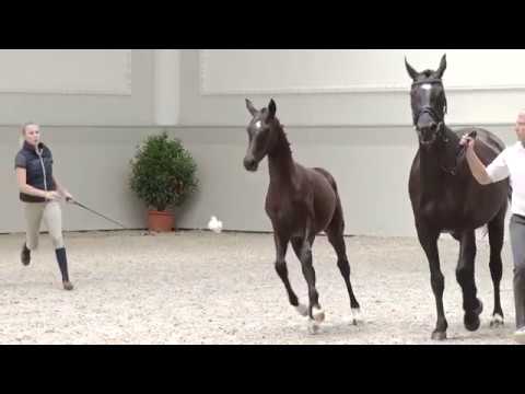 Oldenburger Stutfohlen vom D' Egalite