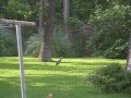 Big Bird Gets Beat Up By A Momma