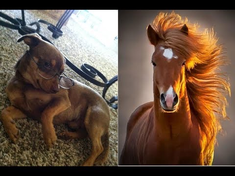 Animals Behaving Like Humans Compilation Video