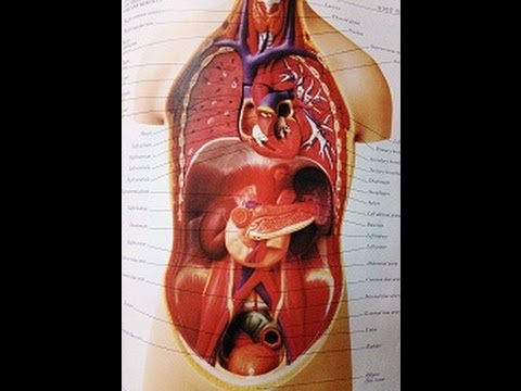 Volvulus Diagnosis And Treatment