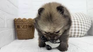 ポメラニアンの動画01