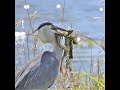 Heron Eats Frog Cranes Mating
