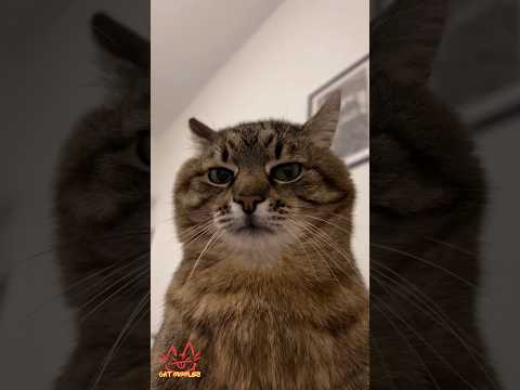 Cat Giggles #270 – Your Daily Dose of Funny Cats! 😻 #shorts #pet #cat #funny #foryou #viralvideo