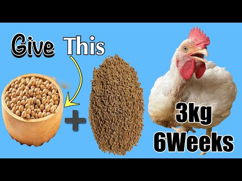 What to Feed Broilers After 4 Weeks for Rapid Weight Gain: 3kg in 6 Weeks 