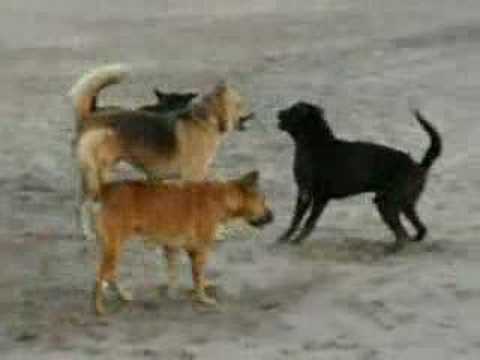 dog fight