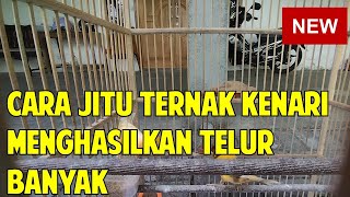 Download lagu Cara Jitu Ternak Kenari Menghasilkan Telur Banyak mp3 Download lagu Cara Jitu Ternak Kenari Menghasilkan Telur Banyak mp3