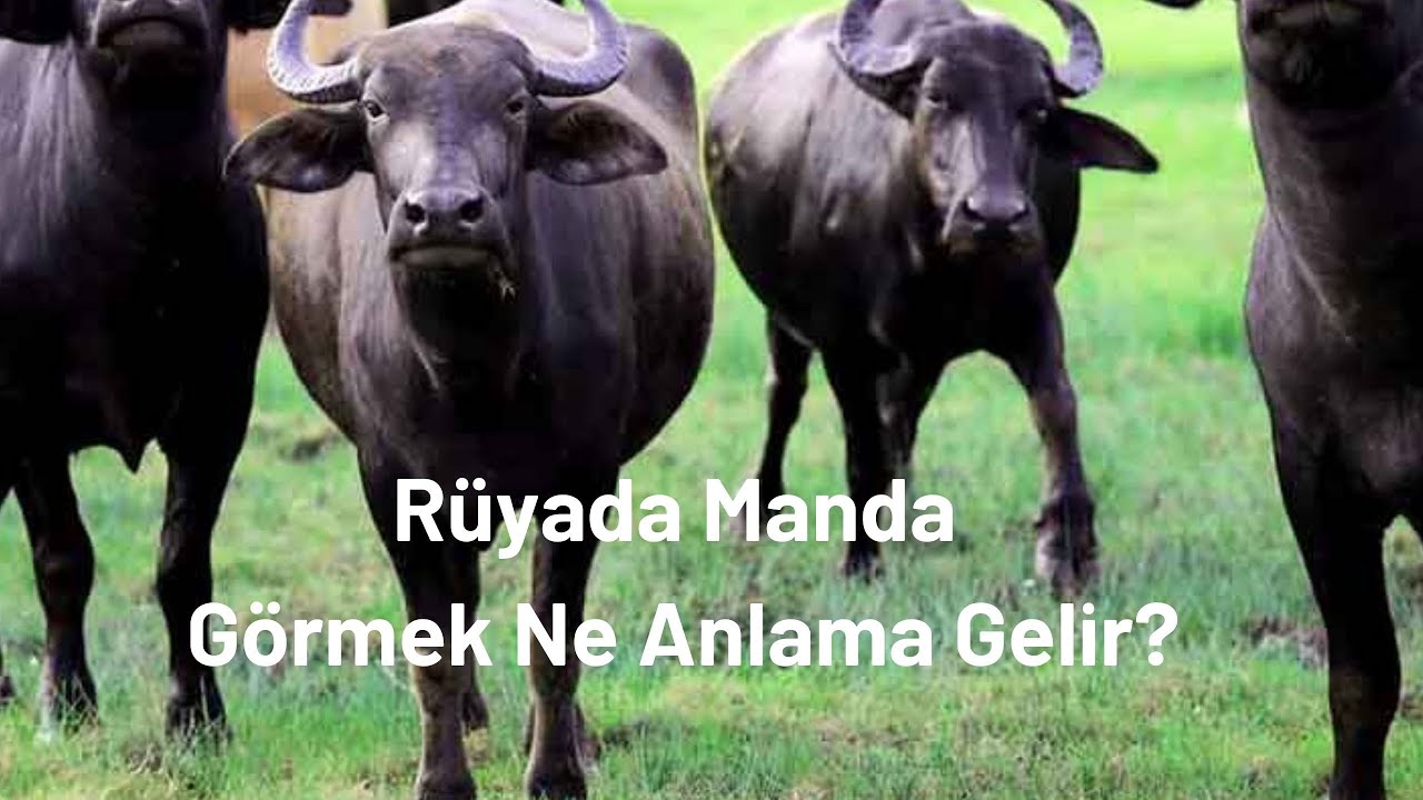 Rüyada Manda Görmek Ne Anlama Gelir, Rüyada Manda Görme