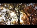 Autumn Leaves (Canon Rebel t4i 18-135 stm ...