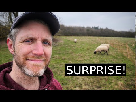 NEW Sheep for the Flock | 100 Days of Farming (Day 36)