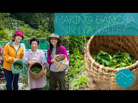 Making Bancha in Iya Valley | Nishi-Awa, Japan