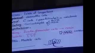 Dr Gehan Parathyroid & Introduction to Urinary System 2-12-2013