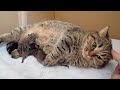 Mother cat Lili works hard without a break from the birth of her kittens to raising them.