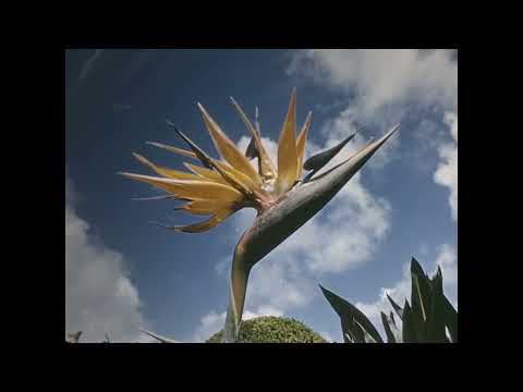 Adriano Galante — Batalla Vencida [Fajardo]