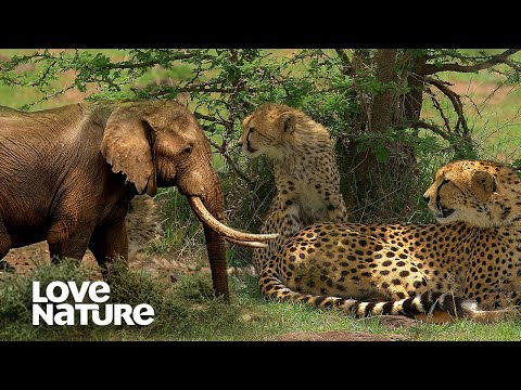 Cheetahs and Elephants Make Desperate Plays for Survival | Love Nature