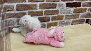 マルチーズの動画01