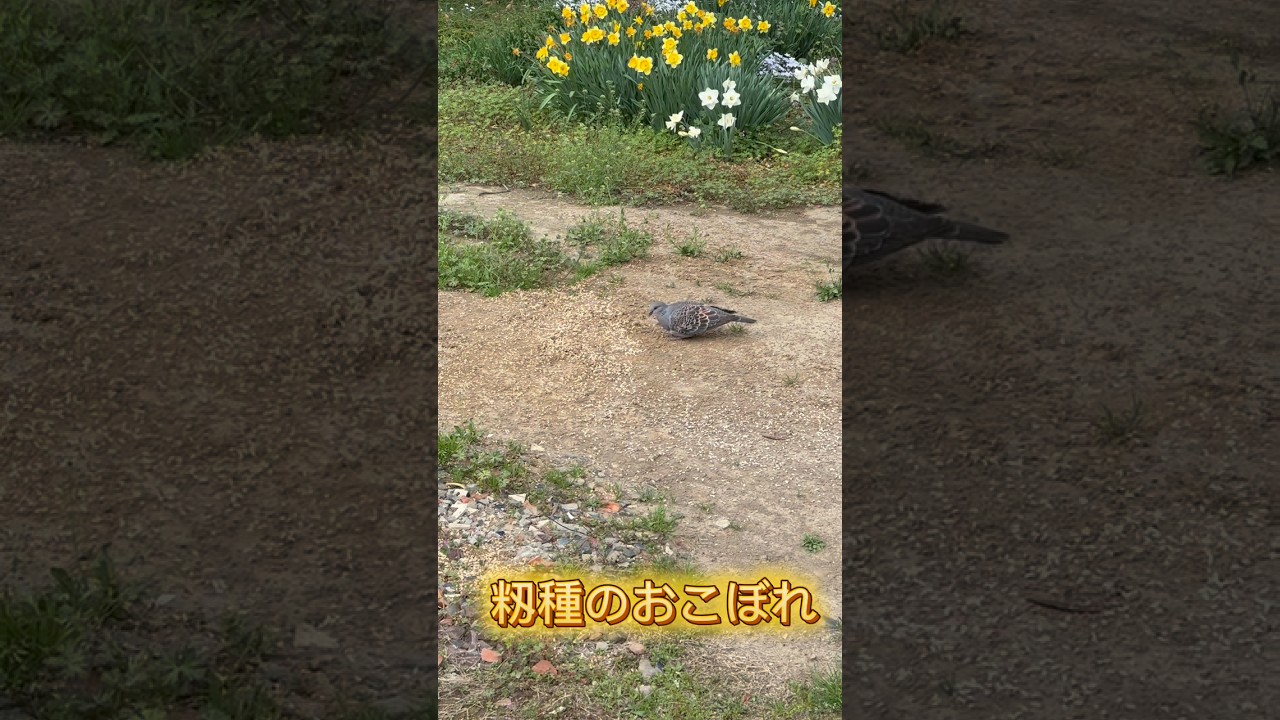 鳩のご飯