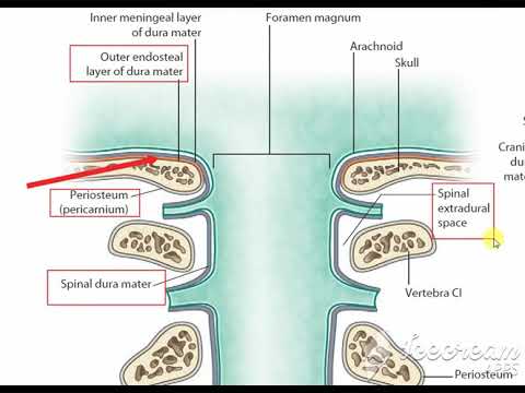 meninges 6