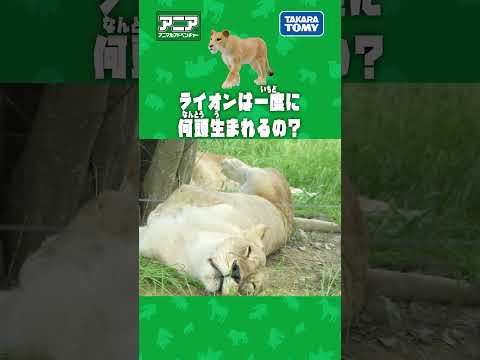 ライオンは一度に何頭生まれるの？　#アニア #アニア研究所 #タカラトミー #shorts #アドベンチャーワールド