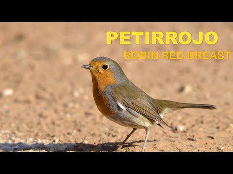 Petirrojo ( Erithacus rubecula )  Robin