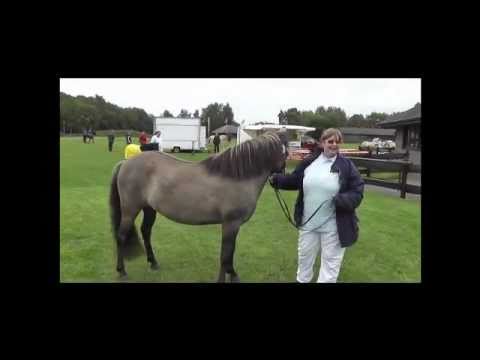 Elitestutenschau in Padenstedt 02. Juli 2011 - Teil 1