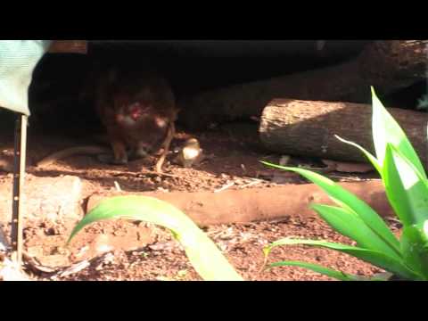 Permaculture: Terania Creek, NSW Australia