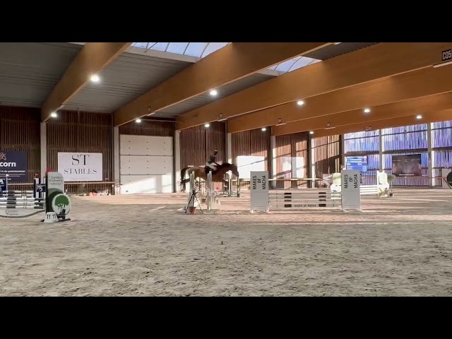 Tr&egrave;s jolie jument selle fran&ccedil;ais 14 ans 