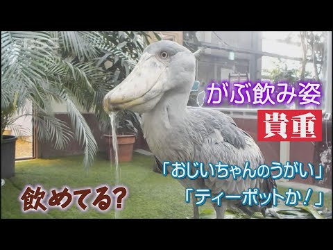 なぜ鳥たちは餌箱に来ないのですか？羽鳥を引き寄せるための適切な解決策  庭園