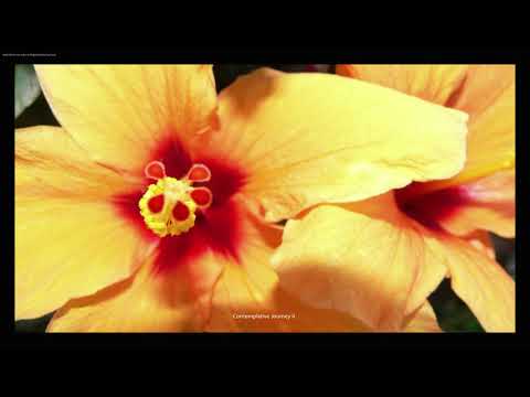 Jewish Mindfulness Meditation—Contemplative Journey to Tikkun Olam II