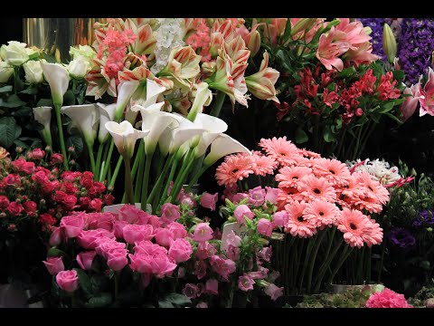 Kwiaciarnia Frezja Mirosław Kucharczyk - video