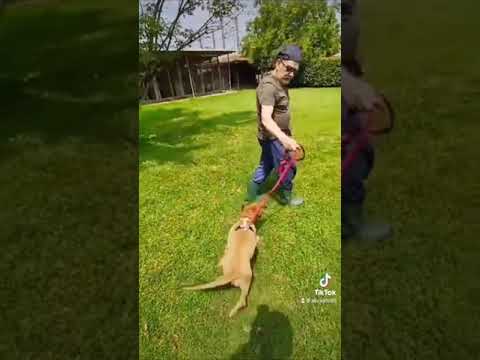 Video di JOY