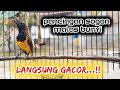 PANCINGAN SOGON MALAS BUNYI SEBENTAR LANGSUNG RESPON DENGAR SUARA SOGON INI Pancingansogon Sogon