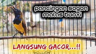 Download lagu PANCINGAN SOGON MALAS BUNYI SEBENTAR LANGSUNG RESPON DENGAR SUARA SOGON INI   #pancingansogon #sogon mp3 Download lagu PANCINGAN SOGON MALAS BUNYI SEBENTAR LANGSUNG RESPON DENGAR SUARA SOGON INI   #pancingansogon #sogon mp3