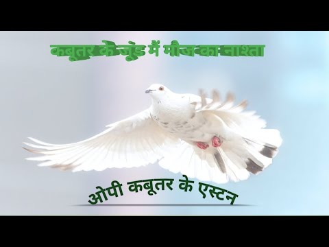 kabutro ka opi Astan ka full injoya