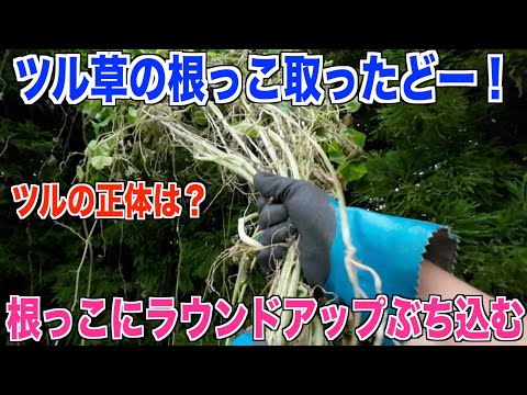 家の壁や木からツタを取り除く 植物