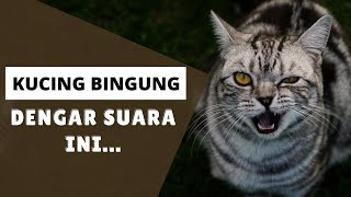 Download lagu Kucing Bingung Dengar Suara Ini... mp3 Download lagu Kucing Bingung Dengar Suara Ini... mp3