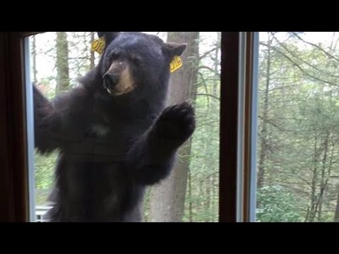 download lagu mp3 mp4 Bear Brownies, download lagu Bear Brownies gratis, unduh video klip Bear Brownies