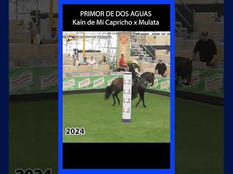 PRIMOR DE DOS AGUAS LAS FLORES 2024 #shortsvideo #trochaygalope #caballos #yeguas