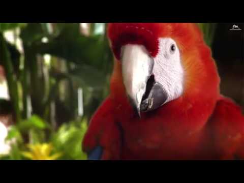 Red velvet (happiness)