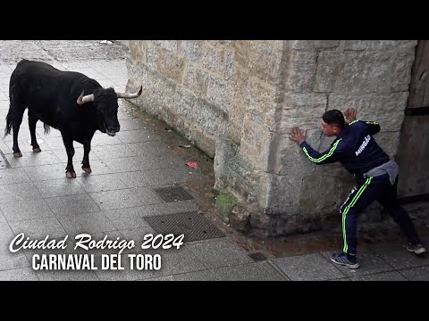 Ciudad Rodrigo 2024 Toro del Aguardiente, Encierro, Capea y Desencierro